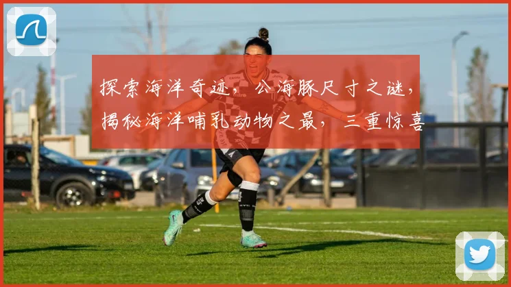 探索海洋奇迹，公海豚尺寸之谜，揭秘海洋哺乳动物之最，三重惊喜等你发现